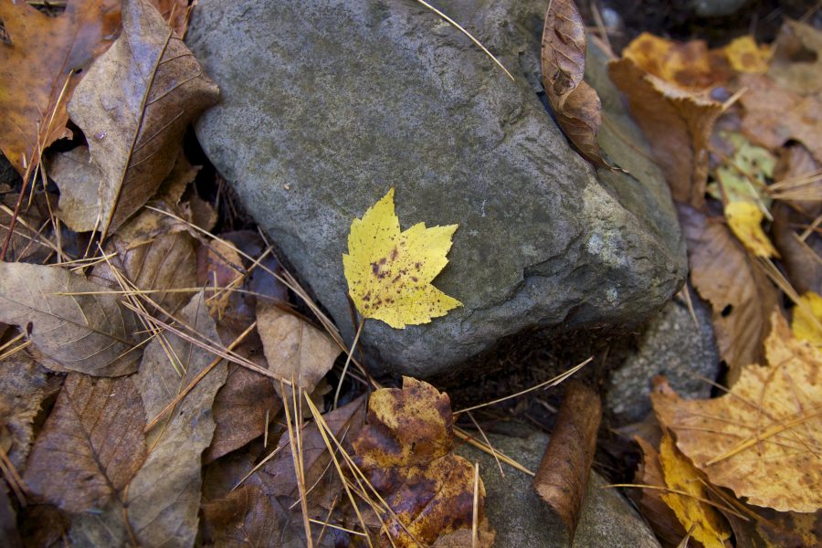 ottobre-foglia-pietra-autunno