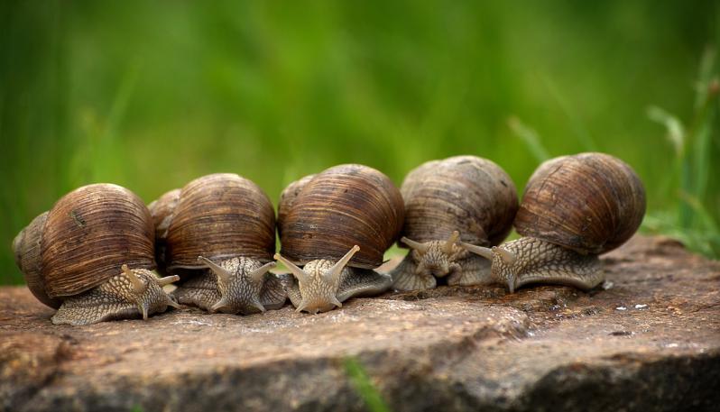 lumache-chiocciole-snail