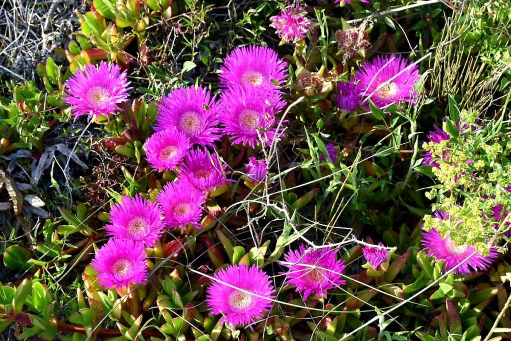 fiori-sardegna