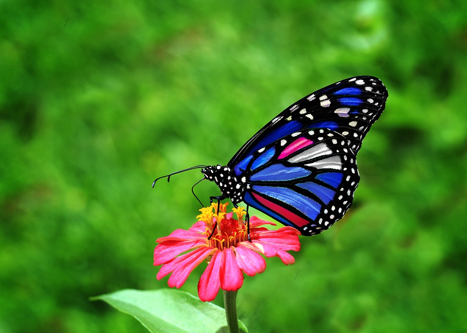 farfalla-su-un-fiore